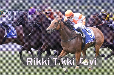 RIKKI TIKKI TAVI SATURDAY RACING PREVIEW